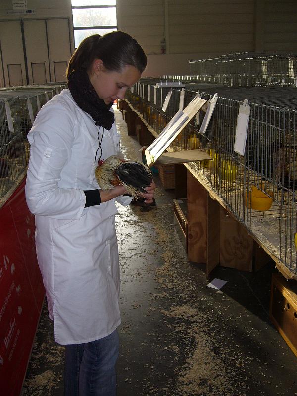 Muenster 2008 523.jpg - Die Preisrichter geben sich mühe um die Tiere richtig zu benoten